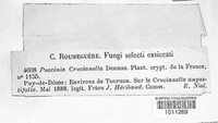 Puccinia crucianellae image